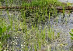 Sparganium glomeratum