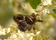 Anteros carausius carausius