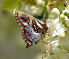 Anteros carausius carausius