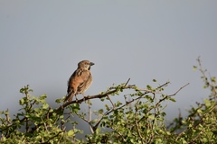 Passer rufocinctus