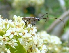 Sphaenothecus maccartyi