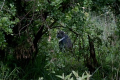 Cercopithecus mitis kolbi