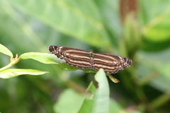 Neptis nitetis