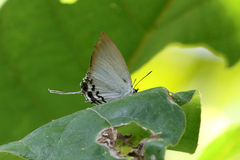 Cheritra orpheus