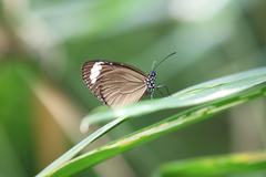 Euploea tulliolus