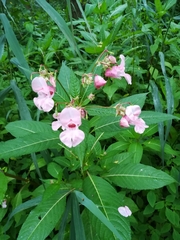 Impatiens glandulifera
