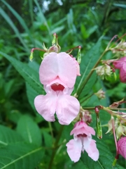 Impatiens glandulifera
