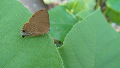 Rapala varuna formosana