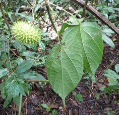 Byttneria catalpifolia