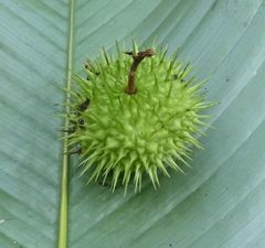 Byttneria catalpifolia
