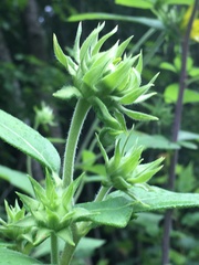 Helianthus resinosus
