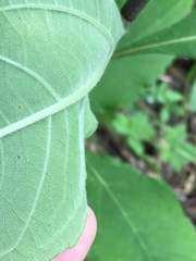 Helianthus resinosus