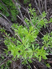 Galium dahuricum