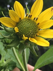 Helianthus resinosus