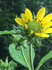 Helianthus resinosus