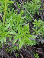 Galium dahuricum