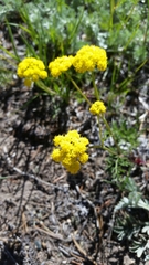 Harbouria trachypleura