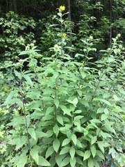 Helianthus resinosus