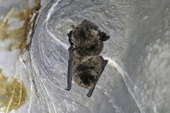 Miniopterus