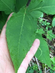 Helianthus resinosus