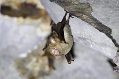 Hipposideros diadema
