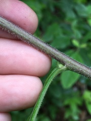 Helianthus resinosus