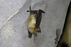 Hipposideros diadema