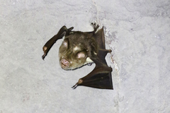 Hipposideros diadema