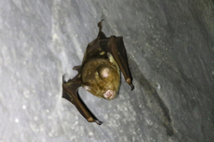 Hipposideros diadema