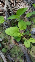 Viola primulifolia