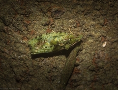 Sorolopha delochlora