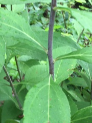 Helianthus resinosus