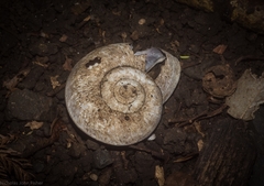 Pedinogyra rotabilis