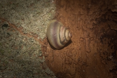 Posorites conscendens