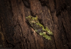 Sorolopha delochlora