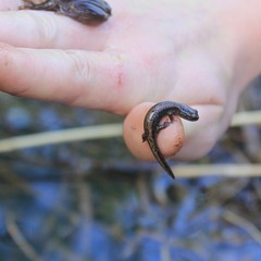 Salamandrella keyserlingii