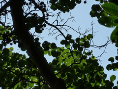 Ficus mucuso