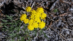 Harbouria trachypleura
