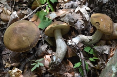 Leccinellum pseudoscabrum