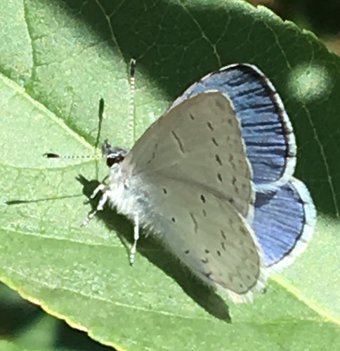 iNaturalist observation photo of Echo Azure
