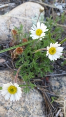 Erigeron compositus