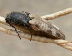 Megapenthes turbulentus