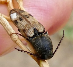Megapenthes turbulentus