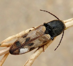 Megapenthes turbulentus