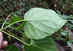 Byttneria catalpifolia