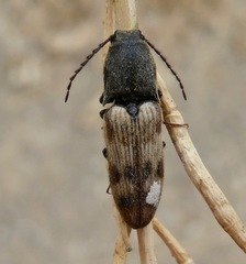 Megapenthes turbulentus