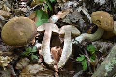 Leccinellum pseudoscabrum