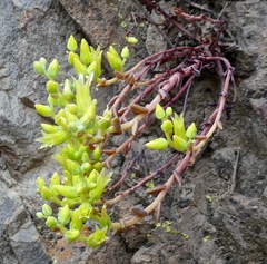 Dudleya parva