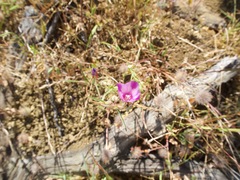 Clarkia rubicunda
