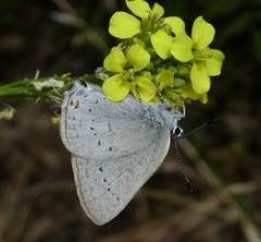 Satyrium sylvinus dryope